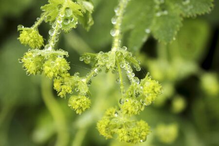 Dew drops on the flowers and plants, rainy day, macro and close-up photo, nature background.の写真素材
