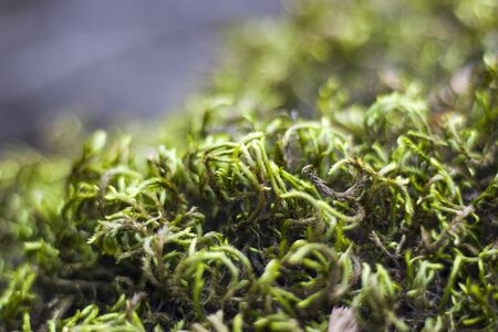 Macro and close-up of moss on the tree branch, Georgia, Green color.の写真素材