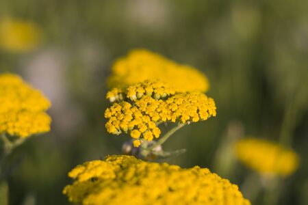Yellow flower head macro and close-up, blur background, bokehの写真素材