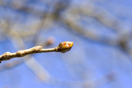branch head close-up and macro, on the blue sky blur background.の写真素材