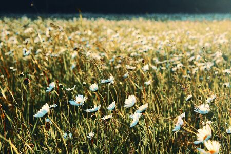 Photo of the flower daisy field and plant, made with digital art, mixed media and filters,の写真素材