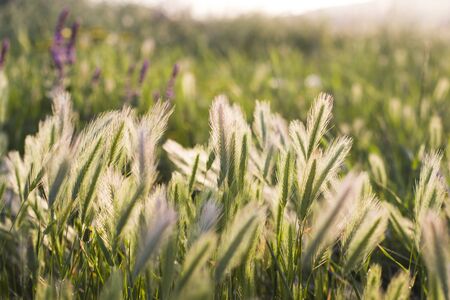 Macro of the wheatear's filed and valley. Sunlight at sunset on the wheatear plants.