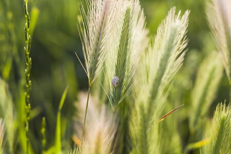 Macro of the wheatear's filed and valley. Sunlight at sunset on the wheatear plants.