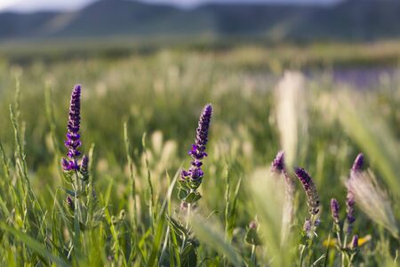 Macro of the field, grass and flowers. Purple flowers valley.Georgiaの写真素材