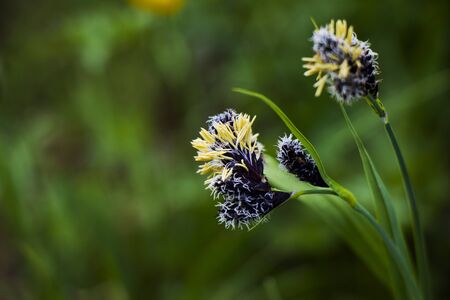Macro of the flower head, multicolored flower in the field, nature and Green colors background.の写真素材