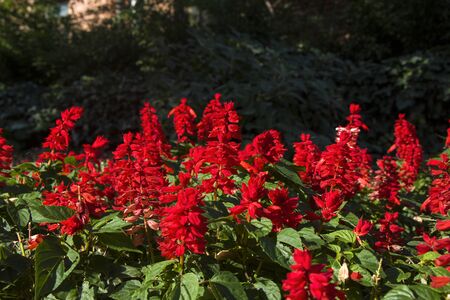 Macro of the red flower heads, multicolored flower in the field, nature and Green colors background.の写真素材