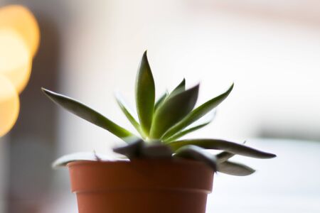 cactus macro and close-up. Indoor cactus. white background.Green color.の写真素材