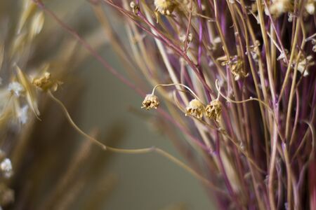 Dry plants and flowers macro, blur background and bokeh, yellow and orange colors mix. Drying plants.の写真素材