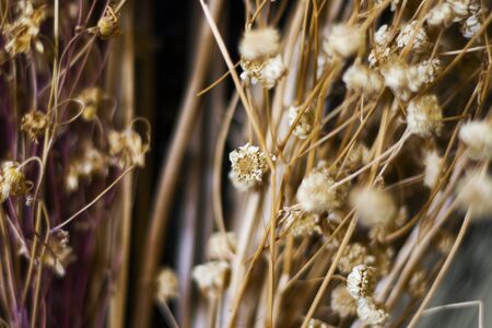Dry plants and flowers macro, blur background and bokeh, yellow and orange colors mix. Drying plants.の写真素材