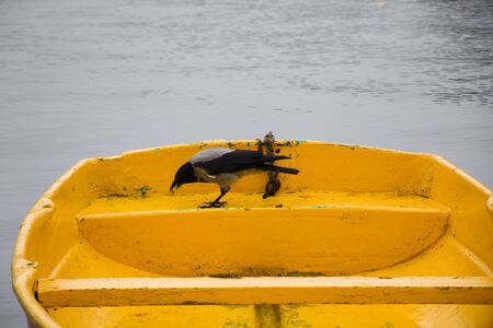 Crow in the nature, near waterの写真素材