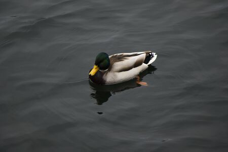 Ducks swimming in the lake, Trakai lake, Lithuania. Cloudy weather.の写真素材