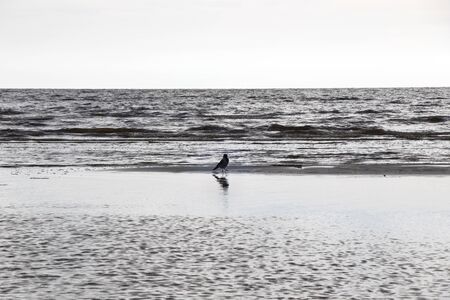 Crow in the nature, near waterの写真素材