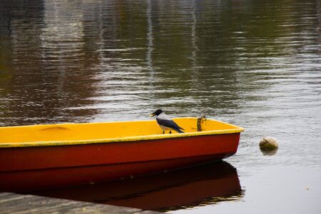 Crow in the nature, near waterの写真素材