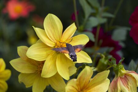 Big bee flying on the flower head, plant background. Insects wild life. Tbilisi, Georgia.の写真素材