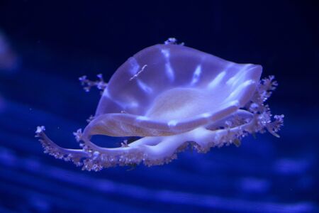 Jellyfish under water, medusa, sea animal in water, blue color backgroundの写真素材