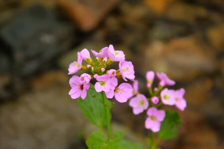 Flowers head macro and close-up in Georgia. Nature and blur background. Bokeh.の写真素材