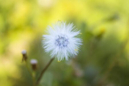 Dandelion close-up and macroの写真素材