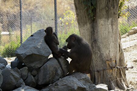 The macaques constitute a genus of gregarious Old World monkeys of the subfamily Cercopithecinae. Urban monkey macaque in Tbilisi Zoo. Georgiaの写真素材
