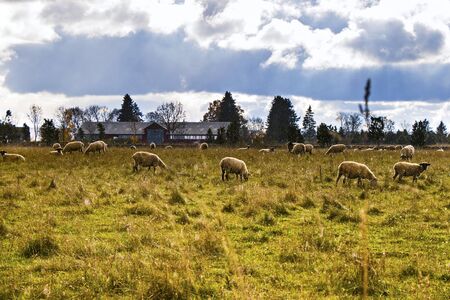 Sheep in the valley. Domestic animal life. Farm in mountains. Large group of sheep.の写真素材