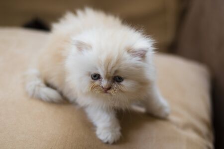 cats kitten pet portrait close-upの写真素材