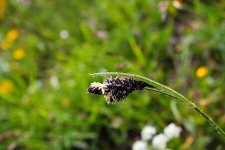 Dew drops on the flowers and plants, rainy day, macro and close-up photo, nature background.の写真素材