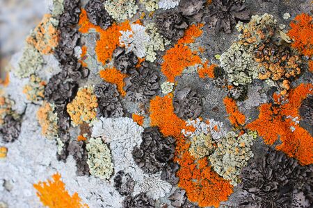 Moss on the rock background, rock with moss texture