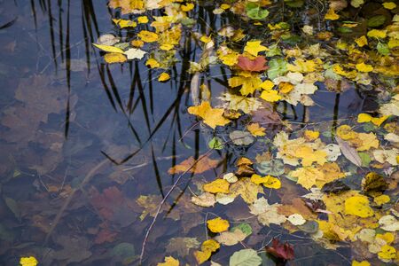 Autumn and fall colorful leaves in water, shadows and lights, yellow, red, orange and green colors...