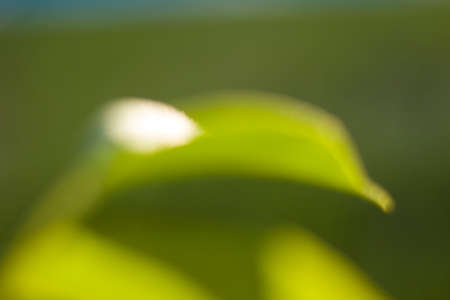Wooden material background and texture, pattern of the wood. Horizontal lines, rings and geometry symmetry.の写真素材