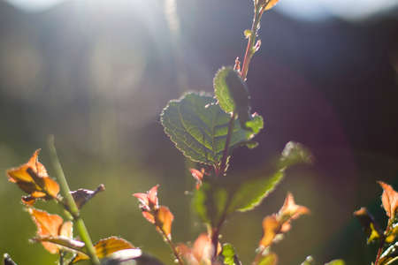 Bokeh of the nature, nature background, green colors. Sunlight on the grass and growing plants....