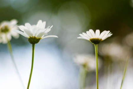 Bokeh of the nature, nature background, green colors. Sunlight on the grass and growing plants. Beautiful nature.の写真素材