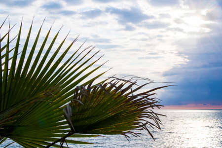 Palm tree leaves background, beach, sea and leaf of the palm tree. Batumi, Georgia.の写真素材