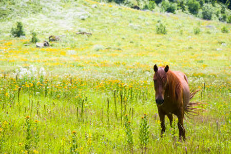Portrait of red horse in the valley, Svaneti, Georgia