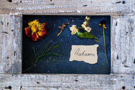 Frame and autumn leaves and flowers, dried plantsの写真素材