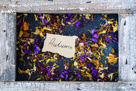 Frame and autumn leaves and flowers, dried plantsの写真素材