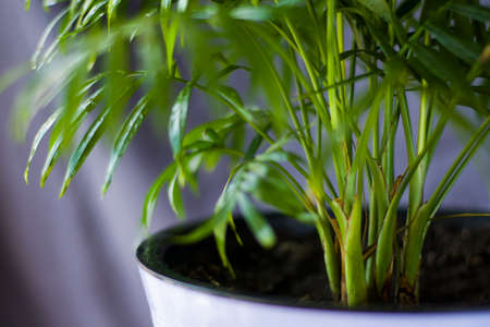 Indoor palm tree, Chrysalidocarpus Lutescens Areca plants, home decor air plants in roomの写真素材