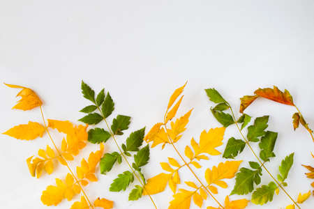 Autumn and fall colorful leaves on the white background, space for text, autumn nature background