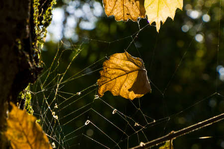 Spider web macro background, sunlight and shadows in parkの写真素材