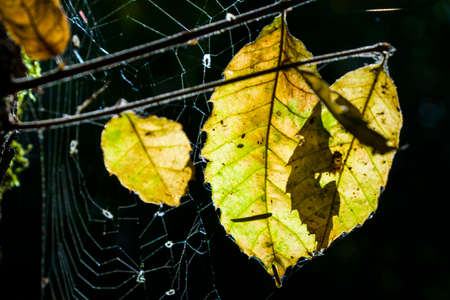 Spider web macro background, sunlight and shadows in park