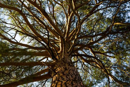 pine tree bark and body background, close-up and macro of wooden material, beautiful tree background