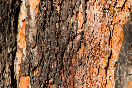 pine tree bark and body background, close-up and macro of wooden material, beautiful tree background
