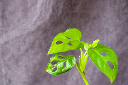 Monstera Adansoni leaves background, urban and house plants, green colorの写真素材