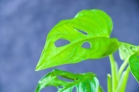 Monstera Adansoni leaves background, urban and house plants, green colorの写真素材