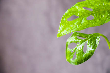 Monstera Adansoni leaves background, urban and house plants, green colorの写真素材