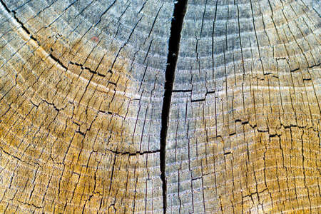 Wooden background, Cut tree pattern. Texture of cut and dry tree. Tree age rings. Cracks on the wooden background.の写真素材