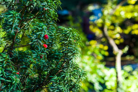 Yaw tree leaves close-up and macro, sunlight and green color background, Tacus Cuspidata