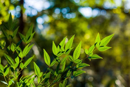Green color leave macro and close-up during sunlight, nature background, beauty in natureの写真素材