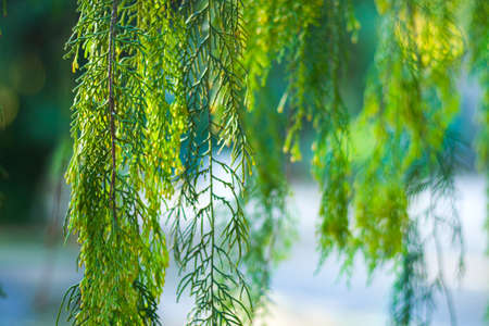 Pine tree leaves close-up and macro, green nature background, sunlight