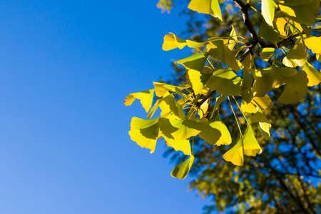 Autumn Gingko Biloba tree leaves, autumn yellow ginkgo leaves and blue sky, sunlight and outdoorの写真素材