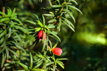 Yaw tree leaves close-up and macro, sunlight and green color background, Tacus Cuspidataの写真素材