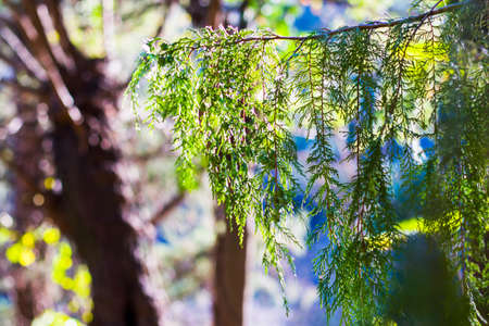 Pine tree leaves close-up and macro, green nature background, sunlightの写真素材